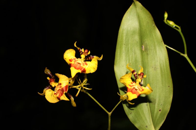 Orchidaceae Oncidium 