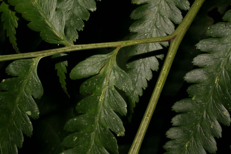 Saccolomataceae Saccoloma domingense