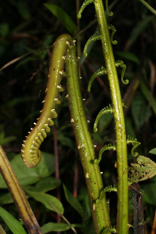 Thelypteridaceae Steiropteris decussata