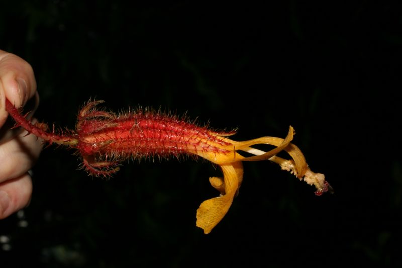 Malvaceae Wercklea ferox