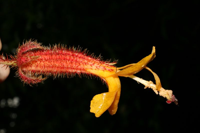 Malvaceae Wercklea ferox