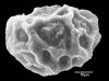 image of Elaphoglossum (1)370a