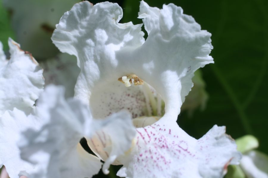 Bignoniaceae Catalpa bignonioides