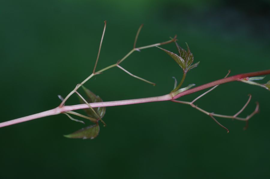 Vitaceae Parthenocissus quinquefolia