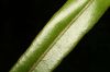 image of Elaphoglossum huacsaro