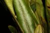 image of Elaphoglossum huacsaro