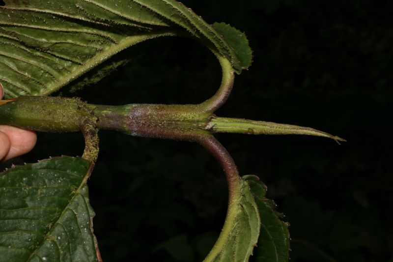 Chloranthaceae Hedyosmum anisodorum