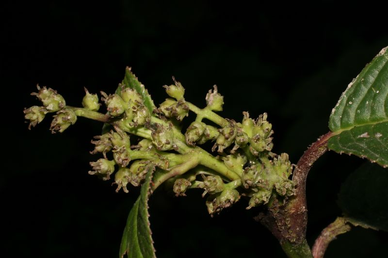 Chloranthaceae Hedyosmum anisodorum