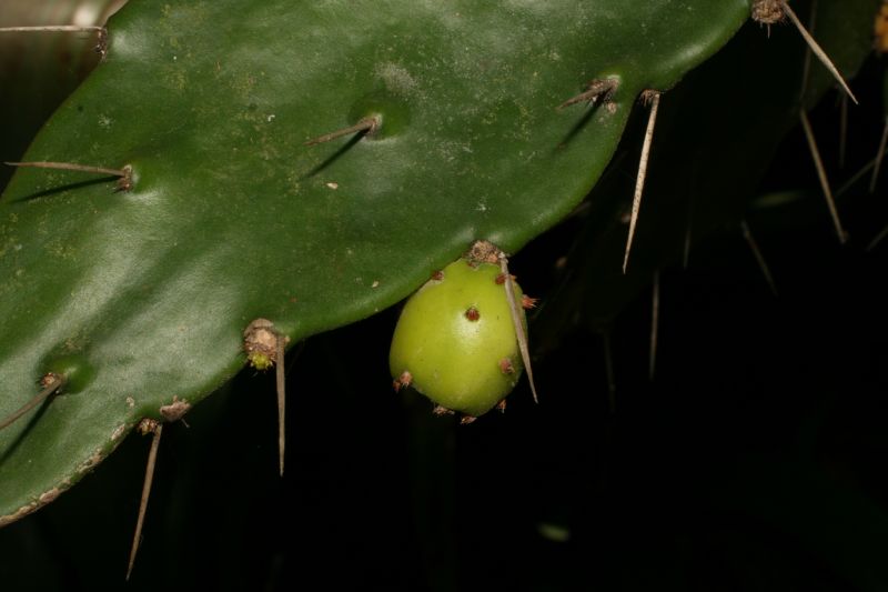 Cactaceae Opuntia 