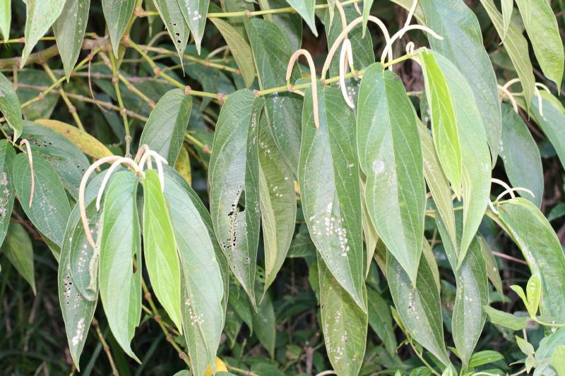 Piperaceae Piper aduncum