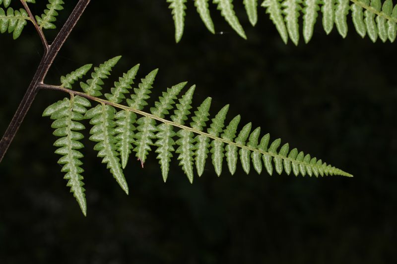 Pteridaceae Pityrogramma jamesonii
