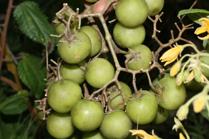Solanaceae Solanum juglandifolium