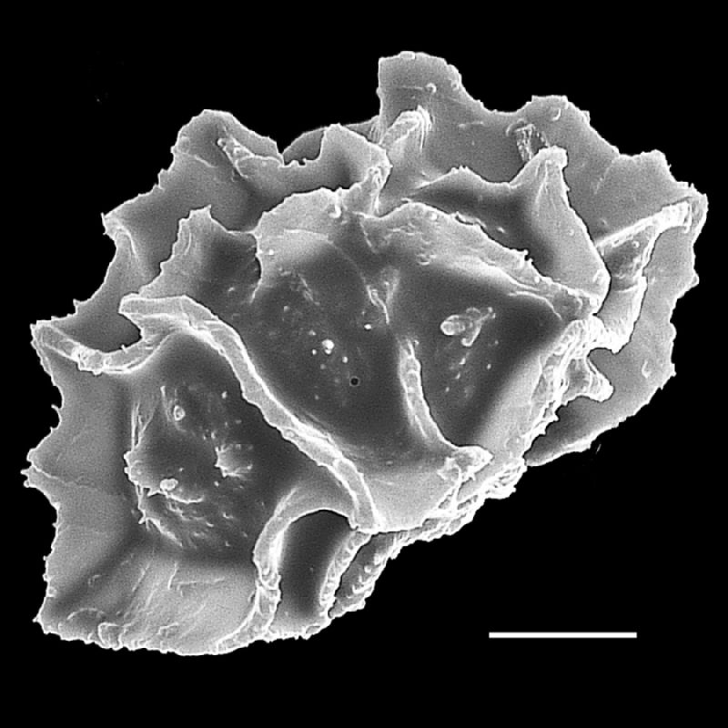 Dryopteridaceae Pleocnemia winitii