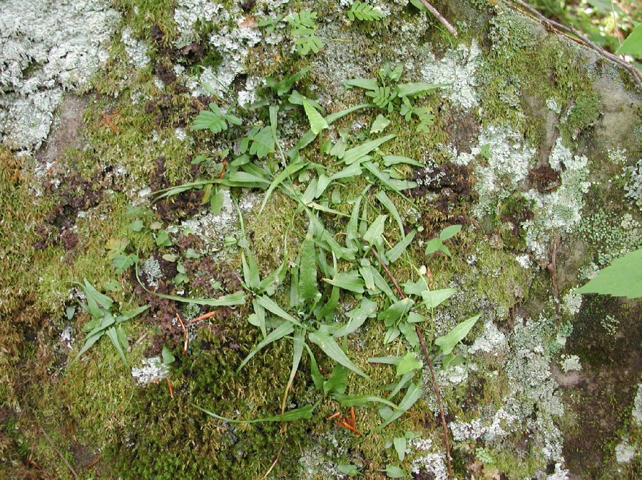 Aspleniaceae Asplenium rhizophyllum