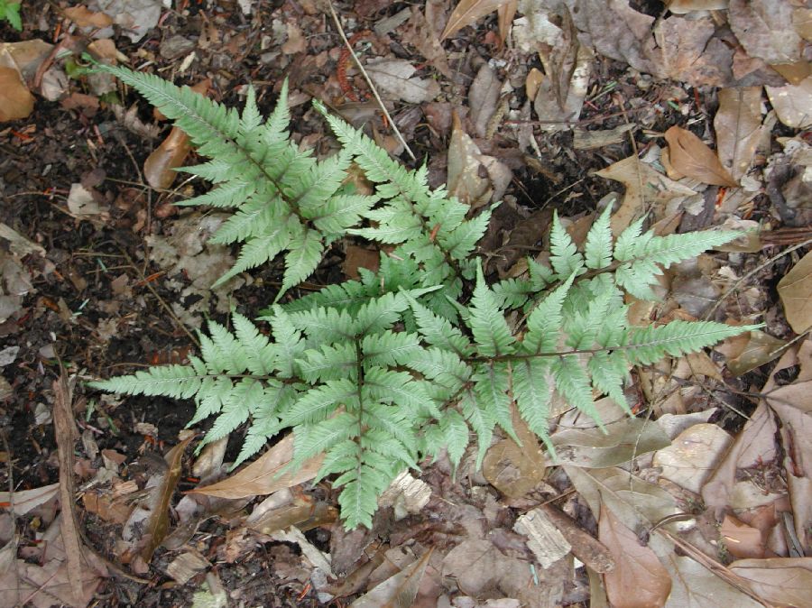 Athyriaceae Anisocampium niponicum