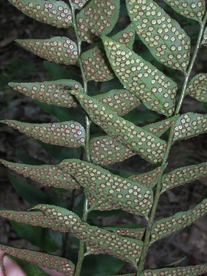Dryopteridaceae Cyrtomium 