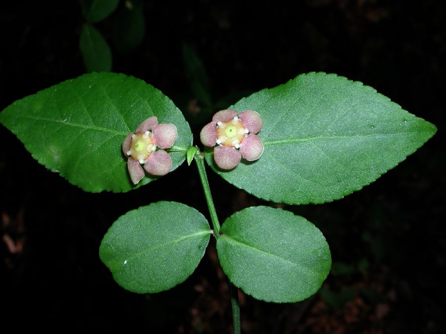Celastraceae Euonymus americanus