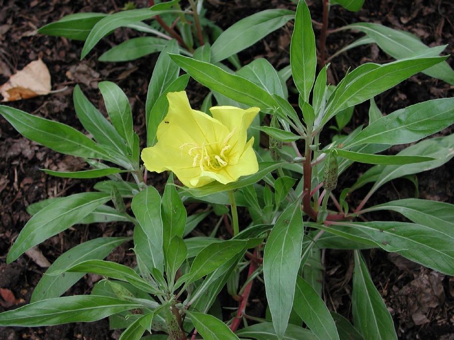 Onagraceae Oenothera macrocarpa