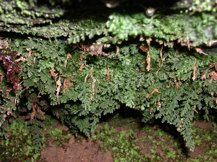 Hymenophyllaceae Vandenboschia boschianum