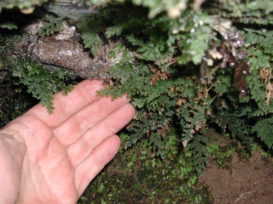 Hymenophyllaceae Vandenboschia boschianum