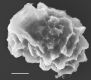 image of Elaphoglossum affine