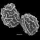 image of Homalosorus pycnocarpon