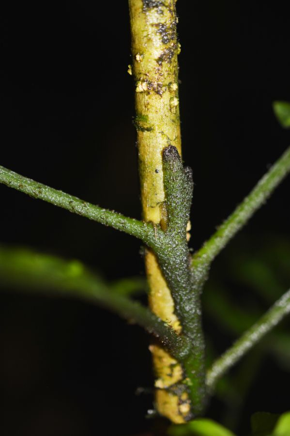 Aspleniaceae Hymenasplenium volubile