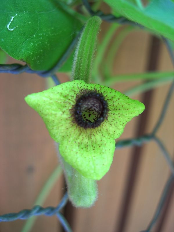 Aristolochiaceae Aristolochia durior