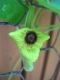 image of Aristolochia durior