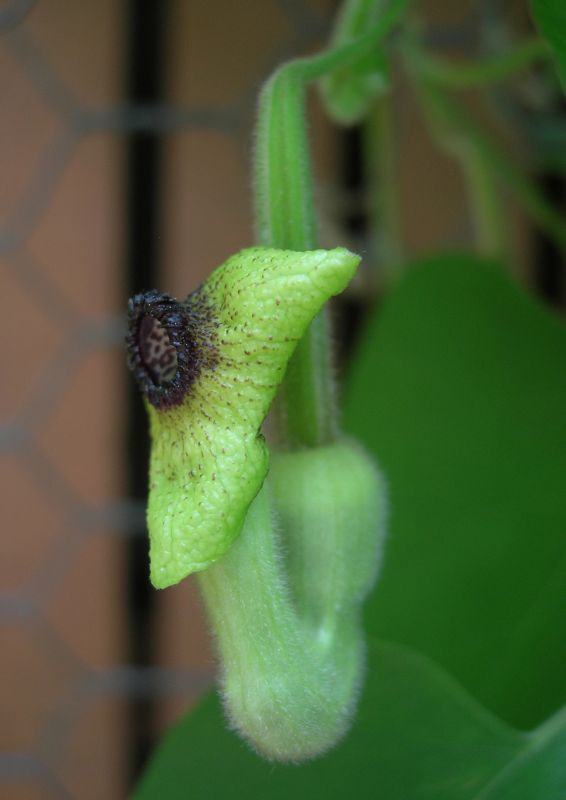 Aristolochiaceae Aristolochia durior
