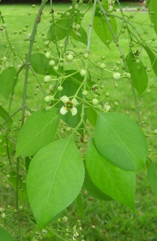 Celastraceae Euonymus bungeanus
