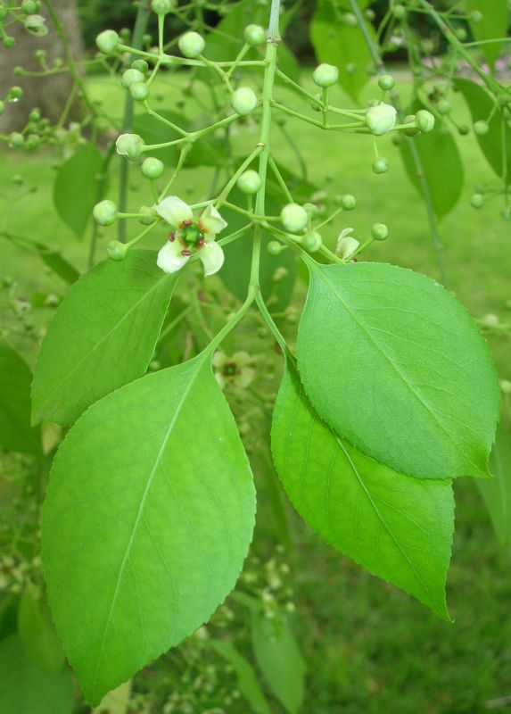 Celastraceae Euonymus bungeanus