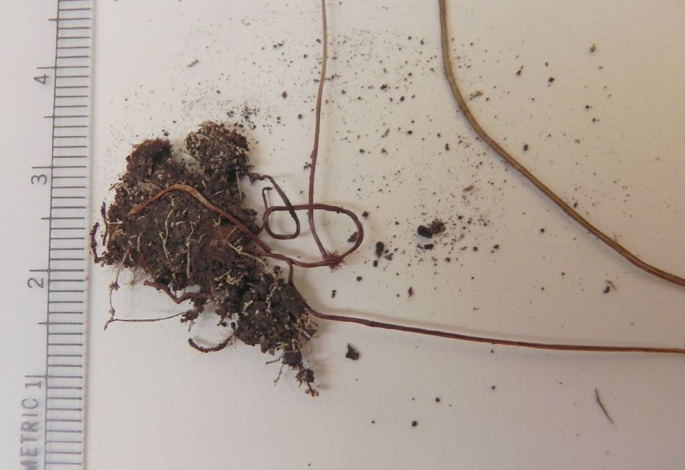 Schizaeaceae Actinostachys germanii