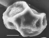 image of Elaphoglossum cubense