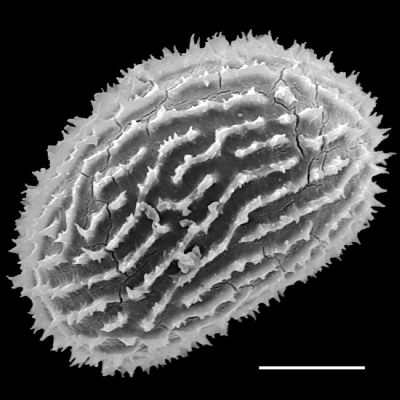 Dryopteridaceae Megalastrum galeottii