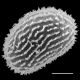image of Megalastrum galeottii
