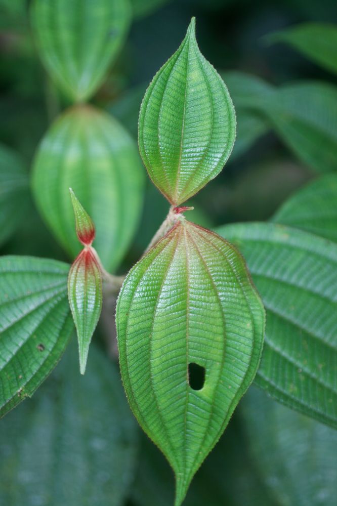 Melastomataceae Leandra 