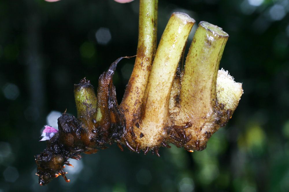 Lonchitidaceae Lonchitis hirsuta