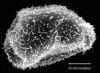 image of Elaphoglossum burchellii