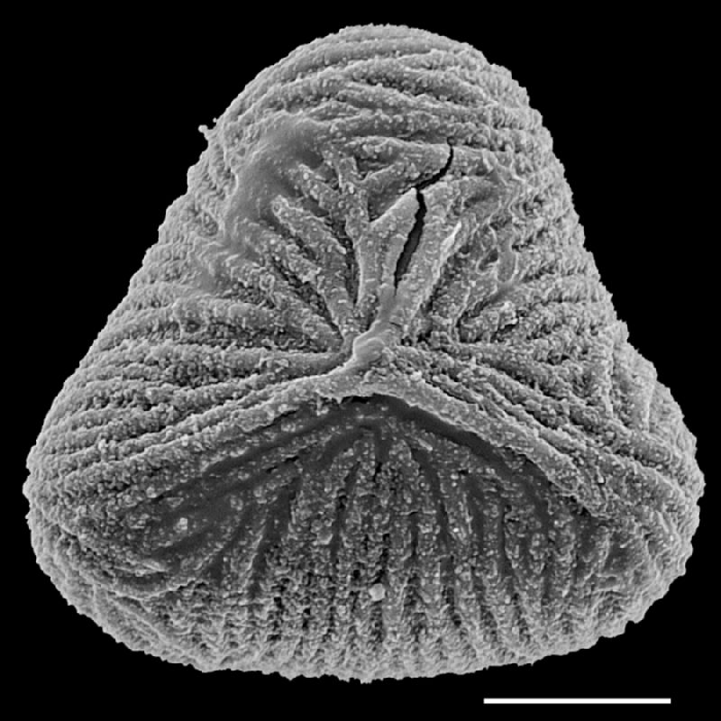 Saccolomataceae Saccoloma elegans