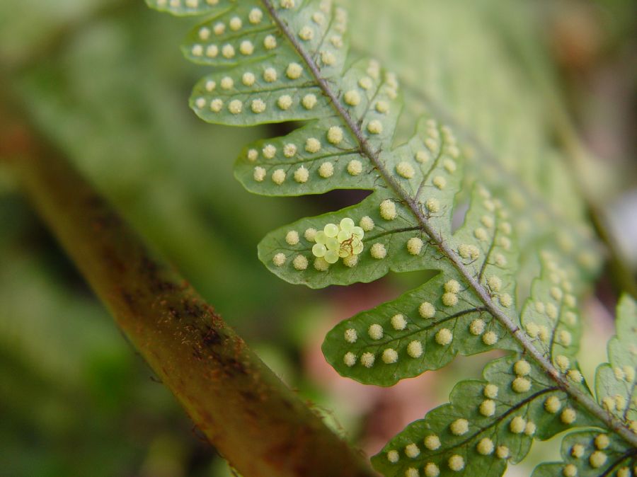 Dryopteridaceae Megalastrum connexum
