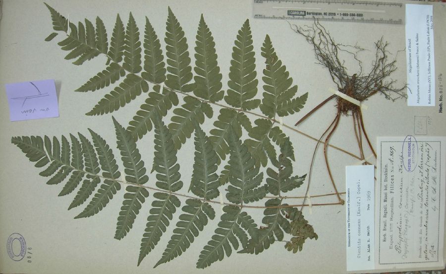 Dryopteridaceae Megalastrum oreocharis