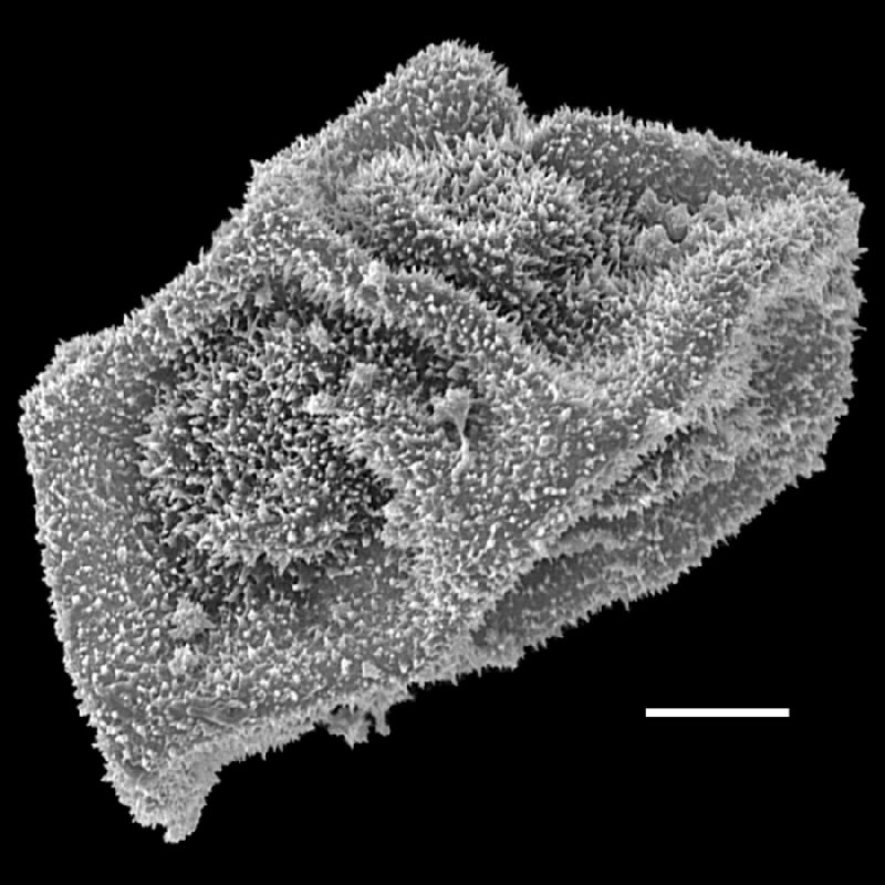 Dryopteridaceae Polybotrya semipinnata