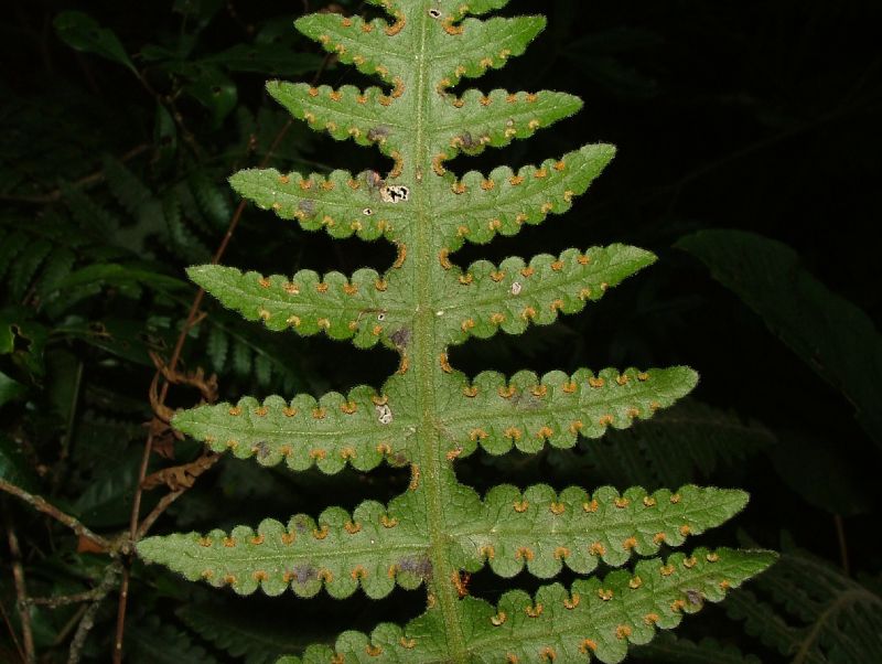 Dennstaedtiaceae Blotiella lindeniana