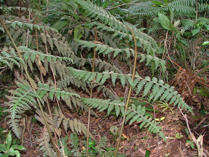 Dennstaedtiaceae Blotiella lindeniana