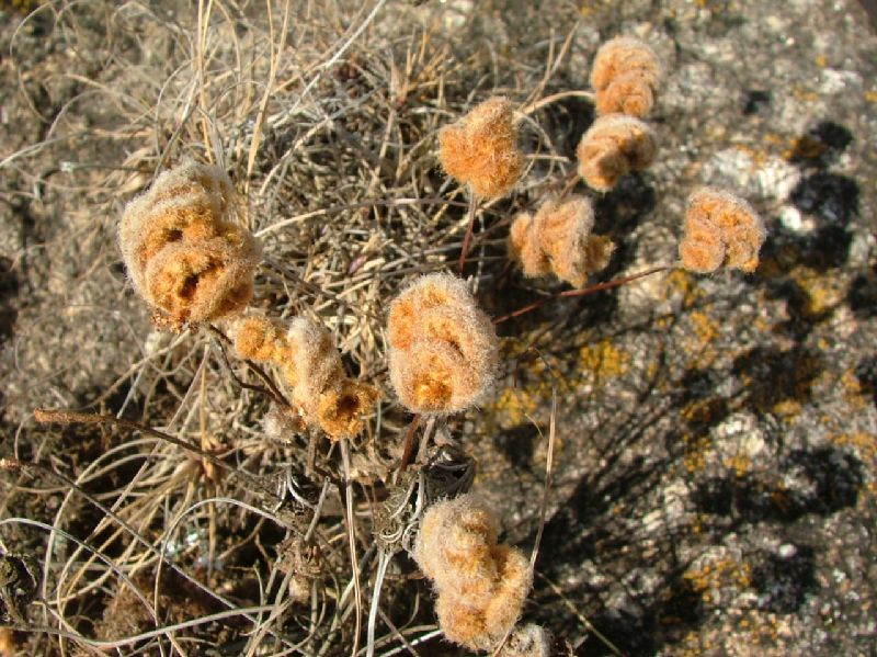 Pteridaceae Cheilanthes goyazensis
