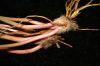image of Ophioglossum palmatum