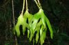 image of Ophioglossum palmatum