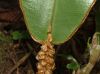 image of Elaphoglossum decoratum