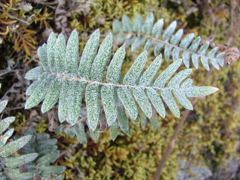 Polypodiaceae Pleopeltis alborufula